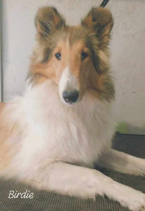 #roughcollie #geneticallyclear #sable #ukc