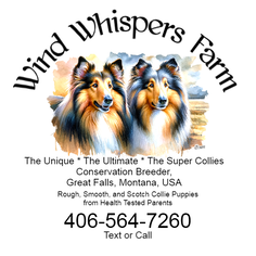 Logo #windwhispersfarm #bestcollies